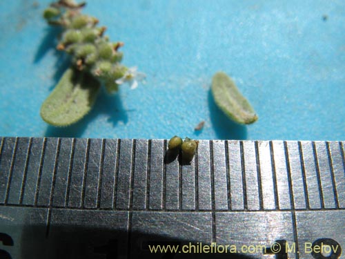 Image of Boraginaceae sp. #1286 (). Click to enlarge parts of image.