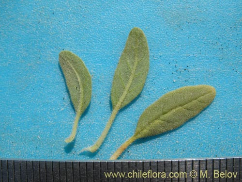 Image of Boraginaceae sp. #1286 (). Click to enlarge parts of image.