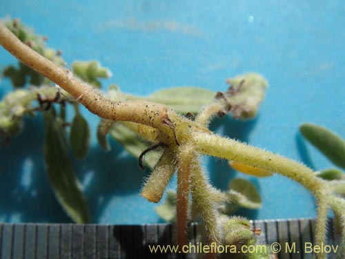 Image of Boraginaceae sp. #1286 (). Click to enlarge parts of image.