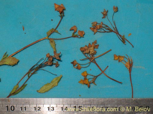 Calceolaria pallida的照片