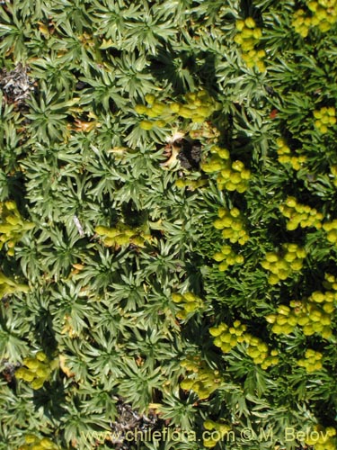 Bild von Azorella trifurcata (). Klicken Sie, um den Ausschnitt zu vergrössern.