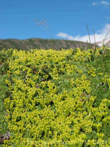 Bild von Azorella trifurcata (). Klicken Sie, um den Ausschnitt zu vergrössern.