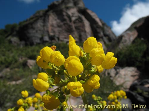Imágen de Calceolaria cavanillesii (Capachito). Haga un clic para aumentar parte de imágen.