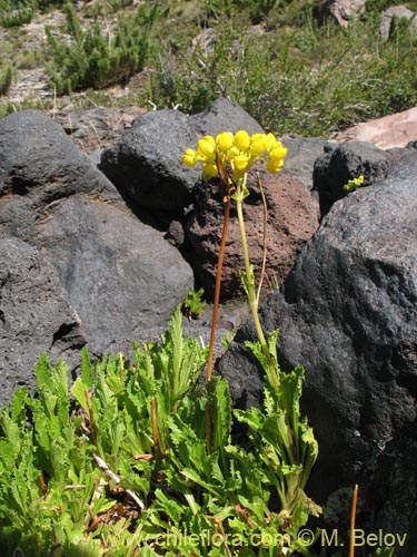 Imágen de Calceolaria cavanillesii (Capachito). Haga un clic para aumentar parte de imágen.