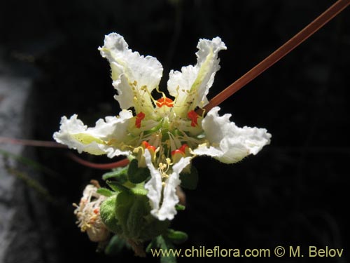 Bild von Loasa sp. #1705 (). Klicken Sie, um den Ausschnitt zu vergrössern.