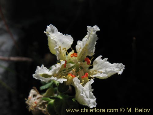 Bild von Loasa sp. #1705 (). Klicken Sie, um den Ausschnitt zu vergrössern.