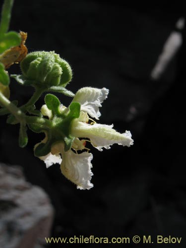 Bild von Loasa sp. #1705 (). Klicken Sie, um den Ausschnitt zu vergrössern.