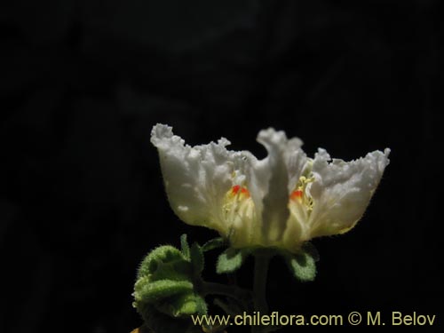 Bild von Loasa sp. #1705 (). Klicken Sie, um den Ausschnitt zu vergrössern.