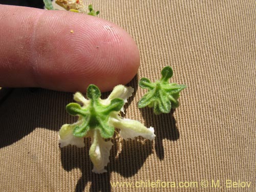 Bild von Loasa sp. #1705 (). Klicken Sie, um den Ausschnitt zu vergrössern.