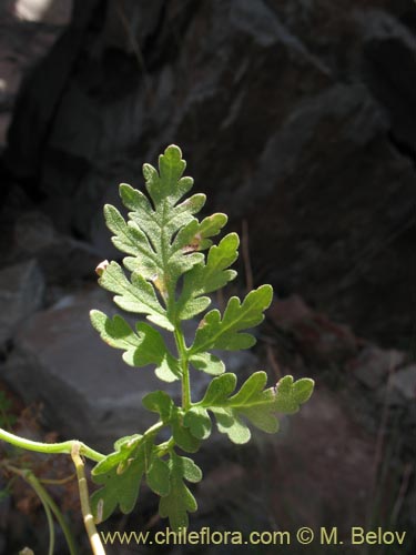 Bild von Loasa sp. #1705 (). Klicken Sie, um den Ausschnitt zu vergrössern.