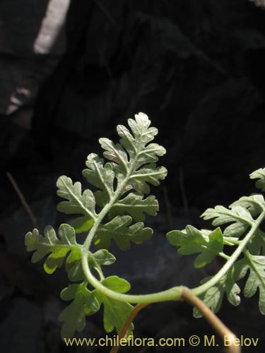 Bild von Loasa sp. #1705 (). Klicken Sie, um den Ausschnitt zu vergrössern.