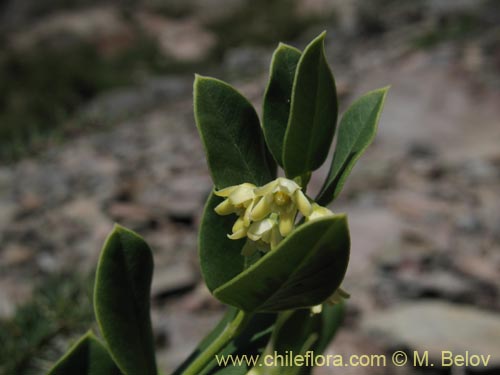 Bild von Cynanchum nummulariifolium (). Klicken Sie, um den Ausschnitt zu vergrössern.