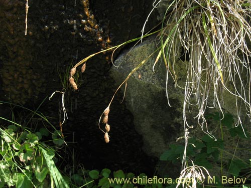 Bild von Poaceae sp. #1451 (). Klicken Sie, um den Ausschnitt zu vergrössern.