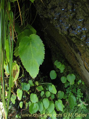 Bild von Ourisia ruelloides (). Klicken Sie, um den Ausschnitt zu vergrössern.