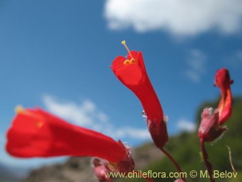 Bild von Ourisia ruelloides (). Klicken Sie, um den Ausschnitt zu vergrössern.