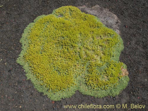 Bild von Azorella trifurcata (). Klicken Sie, um den Ausschnitt zu vergrössern.