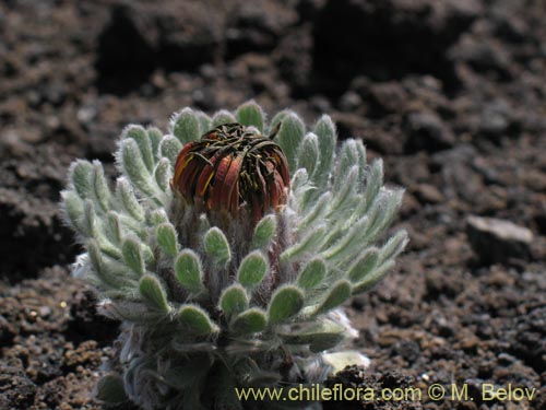 Image of Chaetanthera villosa (Chinita). Click to enlarge parts of image.