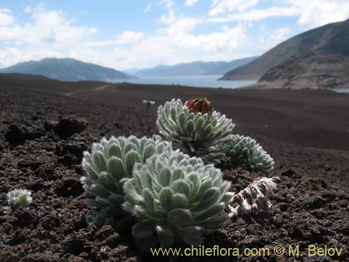 Image of Chaetanthera villosa (Chinita). Click to enlarge parts of image.