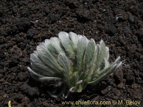 Image of Chaetanthera villosa (Chinita). Click to enlarge parts of image.