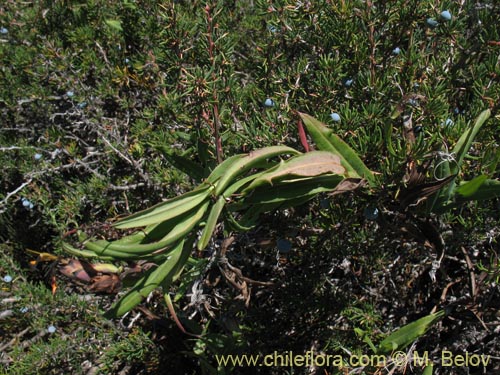 Image of Mutisia sp. #1431 (). Click to enlarge parts of image.
