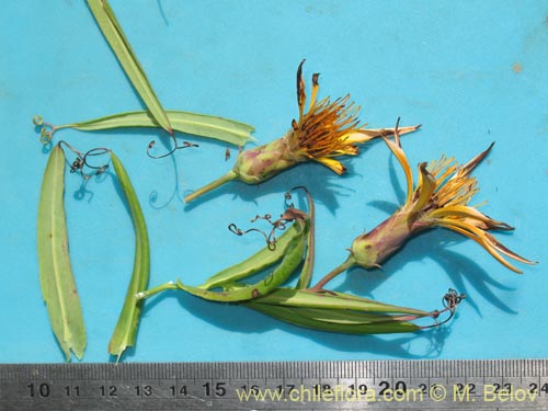 Image of Mutisia sp. #1431 (). Click to enlarge parts of image.