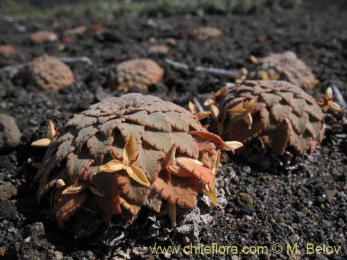 Bild von Viola volcanica (). Klicken Sie, um den Ausschnitt zu vergrössern.