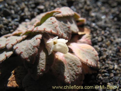 Bild von Viola volcanica (). Klicken Sie, um den Ausschnitt zu vergrössern.