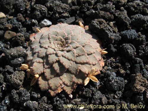 Imágen de Viola volcanica (). Haga un clic para aumentar parte de imágen.