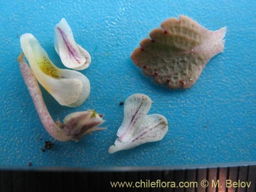 Bild von Viola volcanica (). Klicken Sie, um den Ausschnitt zu vergrössern.