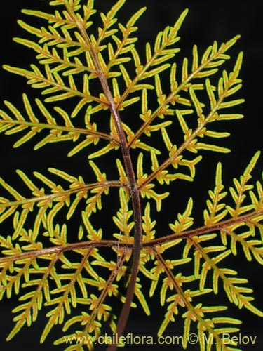 未確認の植物種 (Fern) sp. #3192の写真