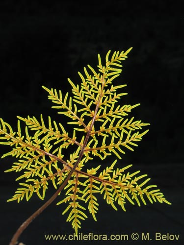 未確認の植物種 (Fern) sp. #3192の写真