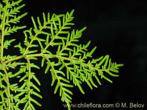 未確認の植物種 (Fern) sp. #3192の写真