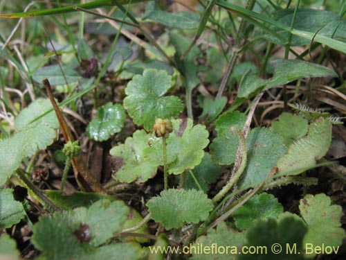 Image of Hydrocotyle sp. #1422 (). Click to enlarge parts of image.