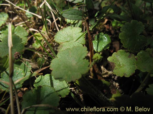 Image of Hydrocotyle sp. #1422 (). Click to enlarge parts of image.