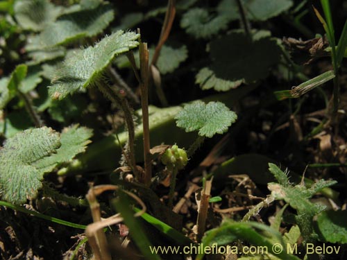 Image of Hydrocotyle sp. #1422 (). Click to enlarge parts of image.