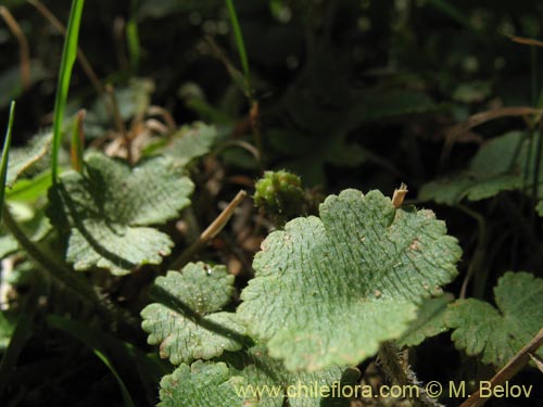 Image of Hydrocotyle sp. #1422 (). Click to enlarge parts of image.