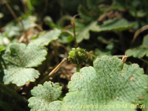 Image of Hydrocotyle sp. #1422 (). Click to enlarge parts of image.