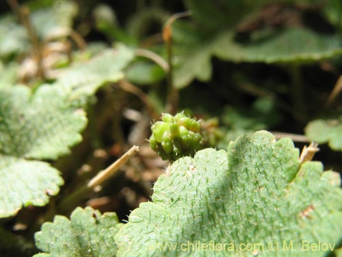 Image of Hydrocotyle sp. #1422 (). Click to enlarge parts of image.
