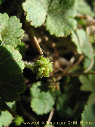 Image of Hydrocotyle sp. #1422 (). Click to enlarge parts of image.