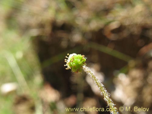 Image of Hydrocotyle sp. #1422 (). Click to enlarge parts of image.