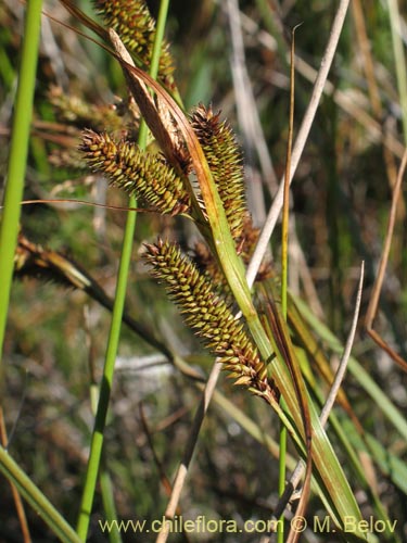 Image of Carex sp. #1426 (). Click to enlarge parts of image.