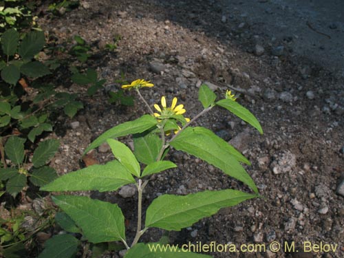 Image of Leptocarpha rivularis (Palo negro). Click to enlarge parts of image.