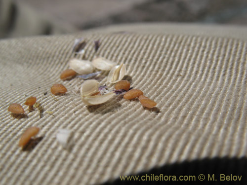 没断定的植物 sp. #1709的照片