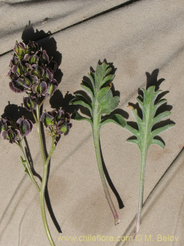 Menonvillea sp. #1463의 사진