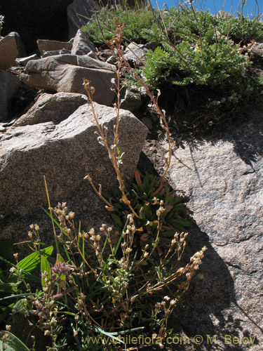 Image of Draba gilliesii (). Click to enlarge parts of image.