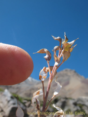 Image of Draba gilliesii (). Click to enlarge parts of image.