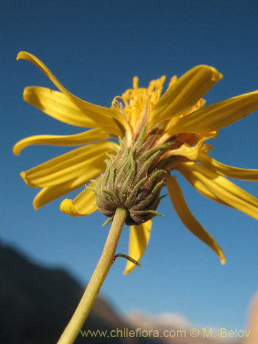Imágen de Haplopappus sp. #1462 (). Haga un clic para aumentar parte de imágen.