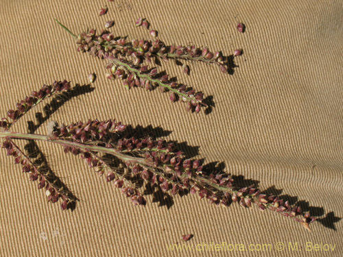 Image of Poaceae sp. #2178 (). Click to enlarge parts of image.