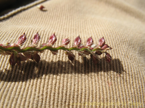 Image of Poaceae sp. #2178 (). Click to enlarge parts of image.