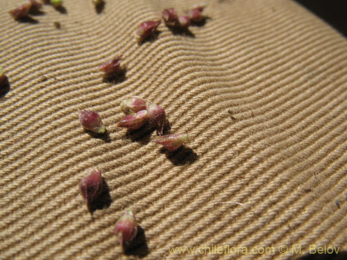 Image of Poaceae sp. #2178 (). Click to enlarge parts of image.